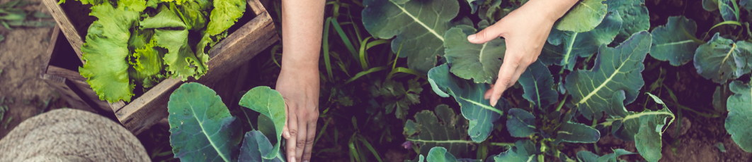 Simulation based training and digital technologies combined with service-learning approach for experiential and reflective learning in nutrition and dietetic education (MAHINE)